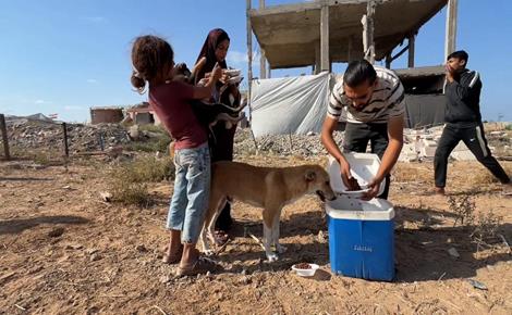 عفانة يقدم الطعام والعلاج للقطط والكلاب بالنصيرات
